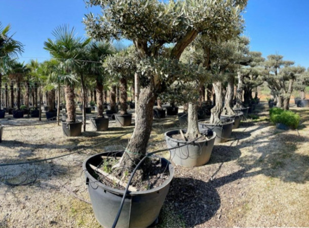 On vous présente La Palmeraie des Dômes